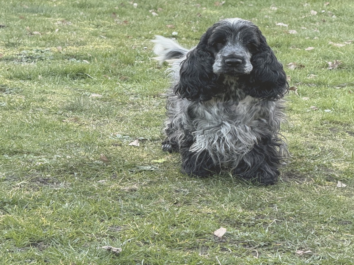 Blue-Roan-Cocker im Grünen